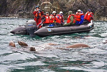 Curious northern (Steller) sea lion (Eumetopias jubatus) colony in Inian Pass near Cross Sound, southeastern Alaska