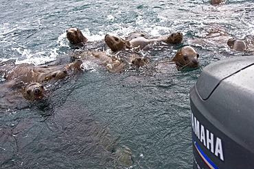 Curious northern (Steller) sea lion (Eumetopias jubatus) colony in Inian Pass near Cross Sound, southeastern Alaska