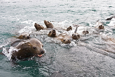 Curious northern (Steller) sea lion (Eumetopias jubatus) colony in Inian Pass near Cross Sound, southeastern Alaska