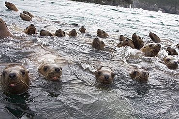 Curious northern (Steller) sea lion (Eumetopias jubatus) colony in Inian Pass near Cross Sound, southeastern Alaska