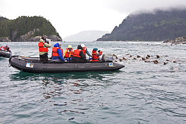 Curious northern (Steller) sea lion (Eumetopias jubatus) colony in Inian Pass near Cross Sound, southeastern Alaska