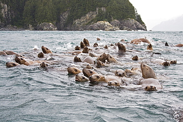 Curious northern (Steller) sea lion (Eumetopias jubatus) colony in Inian Pass near Cross Sound, southeastern Alaska