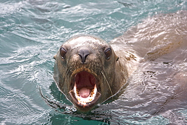 Curious northern (Steller) sea lion (Eumetopias jubatus) colony in Inian Pass near Cross Sound, southeastern Alaska