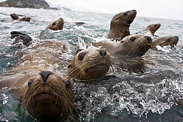 Curious northern (Steller) sea lion (Eumetopias jubatus) colony in Inian Pass near Cross Sound, southeastern Alaska