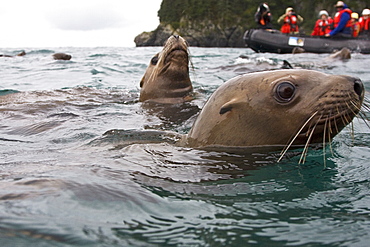 Curious northern (Steller) sea lion (Eumetopias jubatus) colony in Inian Pass near Cross Sound, southeastern Alaska