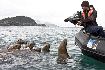 Curious northern (Steller) sea lion (Eumetopias jubatus) colony in Inian Pass near Cross Sound, southeastern Alaska