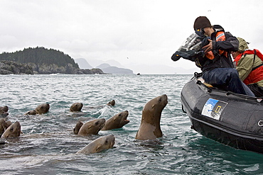 Curious northern (Steller) sea lion (Eumetopias jubatus) colony in Inian Pass near Cross Sound, southeastern Alaska