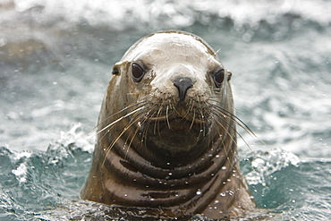 Curious northern (Steller) sea lion (Eumetopias jubatus) colony in Inian Pass near Cross Sound, southeastern Alaska