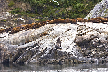 Northern (Steller) sea lion (Eumetopias jubatus) colony on the South Marble Islands inside Glacier Bay National Park, southeastern Alaska