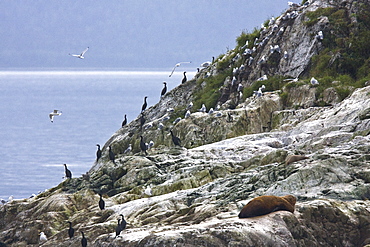 Northern (Steller) sea lion (Eumetopias jubatus) colony on the South Marble Islands inside Glacier Bay National Park, southeastern Alaska