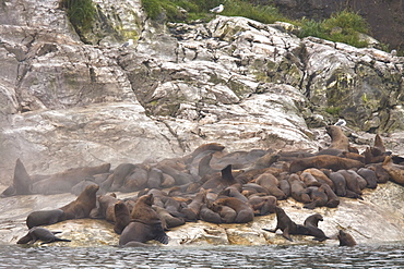 Steam coming from the bodies of northern (Steller) sea lion (Eumetopias jubatus) colony on the South Marble Islands inside Glacier Bay National Park, southeastern Alaska