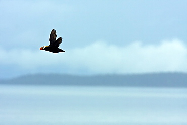 Adult Tufted Puffin (Fratercula cirrhata) in flight near the South Marble Island Group in Glacier Bay National Park, Southeastern Alaska, USA