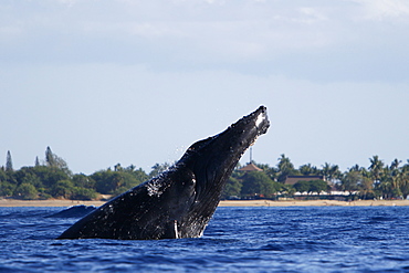 Adult humpback Whale (Megaptera novaeangliae) head-lunging near Mala Wharf in the AuAu Channel, Maui, Hawaii, USA. Pacific Ocean.