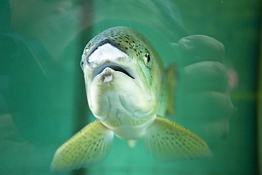 Trout species (currently unidentified) in holding tank