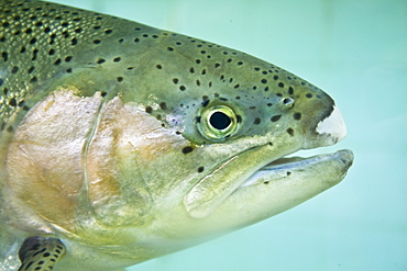 Trout species (currently unidentified) in holding tank