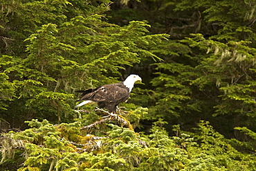 Adult bald eagle (Haliaeetus leucocephalus) just outside of Sitka, Southeast Alaska, USA. Pacific Ocean