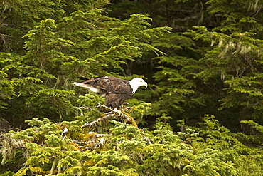 Adult bald eagle (Haliaeetus leucocephalus) just outside of Sitka, Southeast Alaska, USA. Pacific Ocean