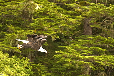 Adult bald eagle (Haliaeetus leucocephalus) just outside of Sitka, Southeast Alaska, USA. Pacific Ocean