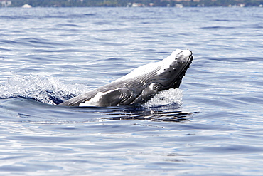 Newborn humpback whale (Megaptera novaeangliae) calf learning how to breach in the AuAu Channel, Maui, Hawaii. Pacific Ocean. This calf is only a few hours to a few days old.