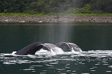 Humpback whales (Megaptera novaeangliae) fluke-up dive in the misty waters along the west side of Chatham Strait in Southeast Alaska, USA