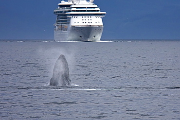 An adult humpback whale (Megaptera novaeangliae) head-lunging off Point Adolphus in Icy Strait in Southeast Alaska, USA. Pacific Ocean