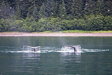 Humpback whales (Megaptera novaeangliae) fluke-up dive in the misty waters along the west side of Chatham Strait in Southeast Alaska, USA