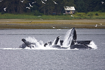 A group of seven adult humpback whales (Megaptera novaeangliae) feeding in Tenakee Inlet on Chichagof Island in Southeast Alaska, USA, Pacific Ocean