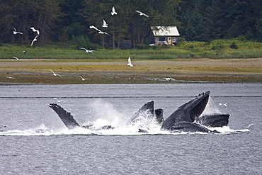 A group of seven adult humpback whales (Megaptera novaeangliae) feeding in Tenakee Inlet on Chichagof Island in Southeast Alaska, USA, Pacific Ocean