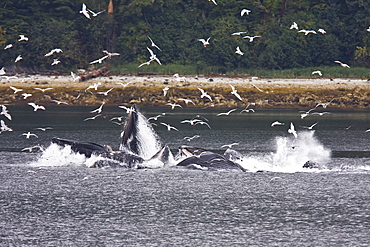 A group of seven adult humpback whales (Megaptera novaeangliae) feeding in Tenakee Inlet on Chichagof Island in Southeast Alaska, USA, Pacific Ocean