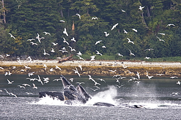 A group of seven adult humpback whales (Megaptera novaeangliae) feeding in Tenakee Inlet on Chichagof Island in Southeast Alaska, USA, Pacific Ocean