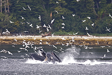 A group of seven adult humpback whales (Megaptera novaeangliae) feeding in Tenakee Inlet on Chichagof Island in Southeast Alaska, USA, Pacific Ocean