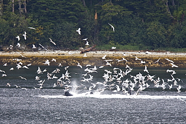 A group of seven adult humpback whales (Megaptera novaeangliae) feeding in Tenakee Inlet on Chichagof Island in Southeast Alaska, USA, Pacific Ocean