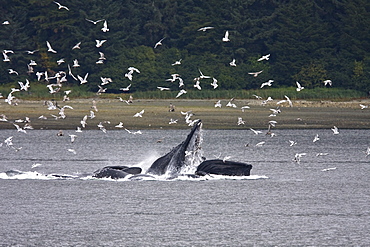 A group of seven adult humpback whales (Megaptera novaeangliae) feeding in Tenakee Inlet on Chichagof Island in Southeast Alaska, USA, Pacific Ocean