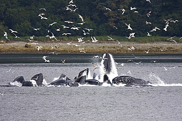 A group of seven adult humpback whales (Megaptera novaeangliae) feeding in Tenakee Inlet on Chichagof Island in Southeast Alaska, USA, Pacific Ocean