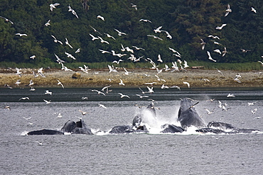 A group of seven adult humpback whales (Megaptera novaeangliae) feeding in Tenakee Inlet on Chichagof Island in Southeast Alaska, USA, Pacific Ocean