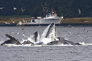 A group of seven adult humpback whales (Megaptera novaeangliae) feeding in Tenakee Inlet on Chichagof Island in Southeast Alaska, USA, Pacific Ocean