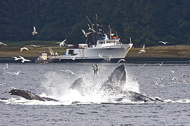 A group of seven adult humpback whales (Megaptera novaeangliae) feeding in Tenakee Inlet on Chichagof Island in Southeast Alaska, USA, Pacific Ocean