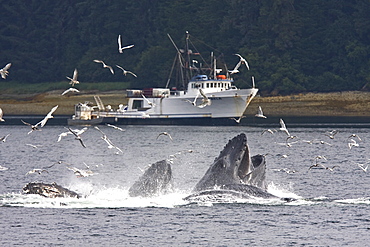 A group of seven adult humpback whales (Megaptera novaeangliae) feeding in Tenakee Inlet on Chichagof Island in Southeast Alaska, USA, Pacific Ocean