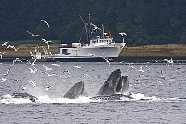 A group of seven adult humpback whales (Megaptera novaeangliae) feeding in Tenakee Inlet on Chichagof Island in Southeast Alaska, USA, Pacific Ocean