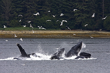 A group of seven adult humpback whales (Megaptera novaeangliae) feeding in Tenakee Inlet on Chichagof Island in Southeast Alaska, USA, Pacific Ocean