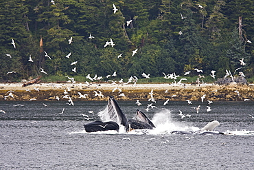 A group of seven adult humpback whales (Megaptera novaeangliae) feeding in Tenakee Inlet on Chichagof Island in Southeast Alaska, USA, Pacific Ocean