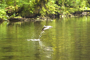 Spawning pink salmon (Oncorhynchus gorbuscha) leaping fromn the water in a stream running out of Lake Eva, Southeast Alaska, USA