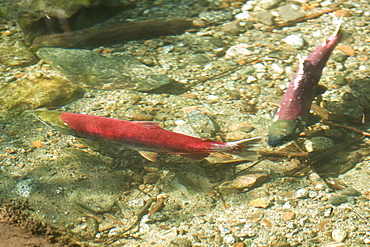 Spawning sockeye salmon (Oncorhynchus nerka), also called red salmon or blueback salmon gathering to run upstream in the Mendenhall River just outside Juneau, Southeast Alaska, USA. Pacific Ocean