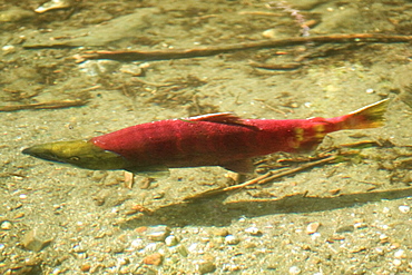 Spawning sockeye salmon (Oncorhynchus nerka), also called red salmon or blueback salmon gathering to run upstream in the Mendenhall River just outside Juneau, Southeast Alaska, USA. Pacific Ocean