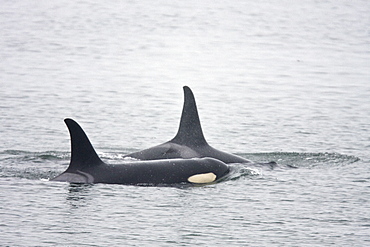 A resident Orca (Orcinus orca) pod consisting of 5 animals in total. The pod was sighted off the South Marble Island Group in Glacier Bay National Park, Southeast Alaska, USA. Pacific Ocean