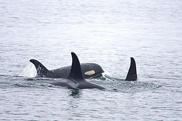 A resident Orca (Orcinus orca) pod consisting of 5 animals in total. The pod was sighted off the South Marble Island Group in Glacier Bay National Park, Southeast Alaska, USA. Pacific Ocean