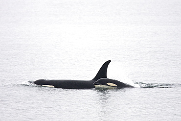 A resident Orca (Orcinus orca) pod consisting of 5 animals in total. The pod was sighted off the South Marble Island Group in Glacier Bay National Park, Southeast Alaska, USA. Pacific Ocean