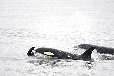 A resident Orca (Orcinus orca) pod consisting of 5 animals in total. The pod was sighted off the South Marble Island Group in Glacier Bay National Park, Southeast Alaska, USA. Pacific Ocean