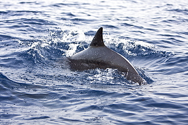 A pod of approximately 200 melon-headed whales (Peponocephala electra) encountered off the island of Brava, Cape Verde Islands, in the north Atlantic Ocean