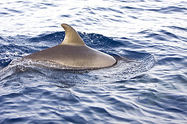 A pod of approximately 200 melon-headed whales (Peponocephala electra) encountered off the island of Brava, Cape Verde Islands, in the north Atlantic Ocean